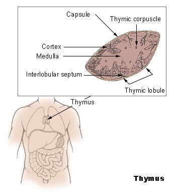 die Thymusdrüse